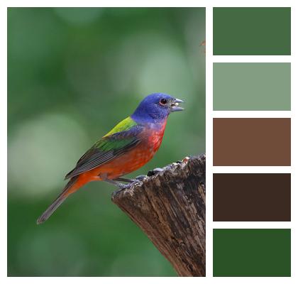 Bird Animal Painted Bunting Image